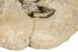 Cretaceous Rudist (Durania) - Kansas #208173-3